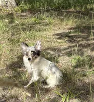 Twinkle, a female Pomeranian for sale in Geneva, GA – Photo 1 of 3