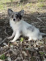 Twinkle, a female Pomeranian for sale in Geneva, GA – Photo 2 of 3