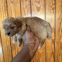 Koffee, a male Shihpoo for sale in Geneva, GA – Photo 3 of 3