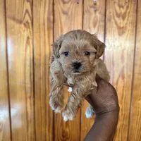 Koffee, a male Shihpoo for sale in Geneva, GA – Photo 1 of 3