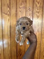 Koffee, a male Shihpoo for sale in Geneva, GA – Photo 1 of 3