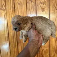 Koffee, a male Shihpoo for sale in Geneva, GA – Photo 2 of 3