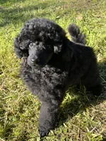 Akc Show boy!, a male Poodle - Toy  for sale in Clearlake, CA – Photo 1 of 10