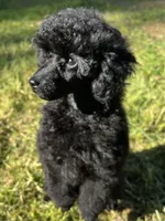 Akc Show boy!, a male Poodle - Toy  for sale in Clearlake, CA – Photo 5 of 10