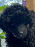 Akc Show boy!, a male Poodle - Toy  for sale in Clearlake, CA – Photo 2 of 10