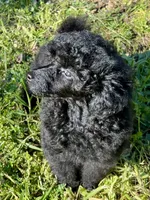 Akc Show boy!, a male Poodle - Toy  for sale in Clearlake, CA – Photo 6 of 10