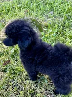 Akc Show boy!, a male Poodle - Toy  for sale in Clearlake, CA – Photo 7 of 10