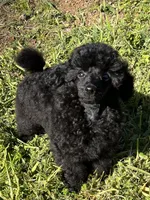 Akc Show boy!, a male Poodle - Toy  for sale in Clearlake, CA – Photo 4 of 10
