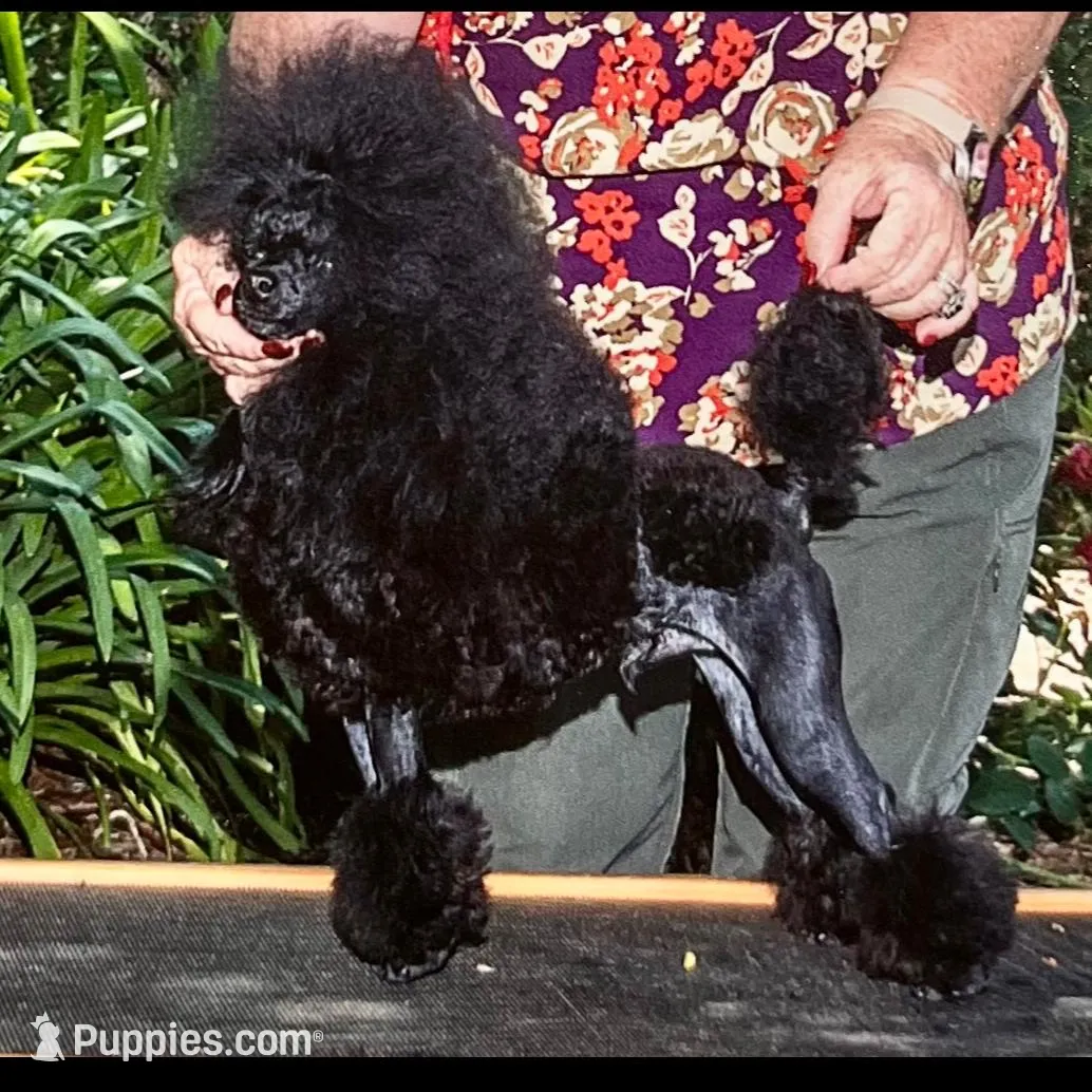 Akc Show boy!, a male Poodle - Toy  for sale in Clearlake, CA – Photo 9 of 10