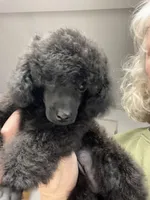 Akc Show boy!, a male Poodle - Toy  for sale in Clearlake, CA – Photo 3 of 10