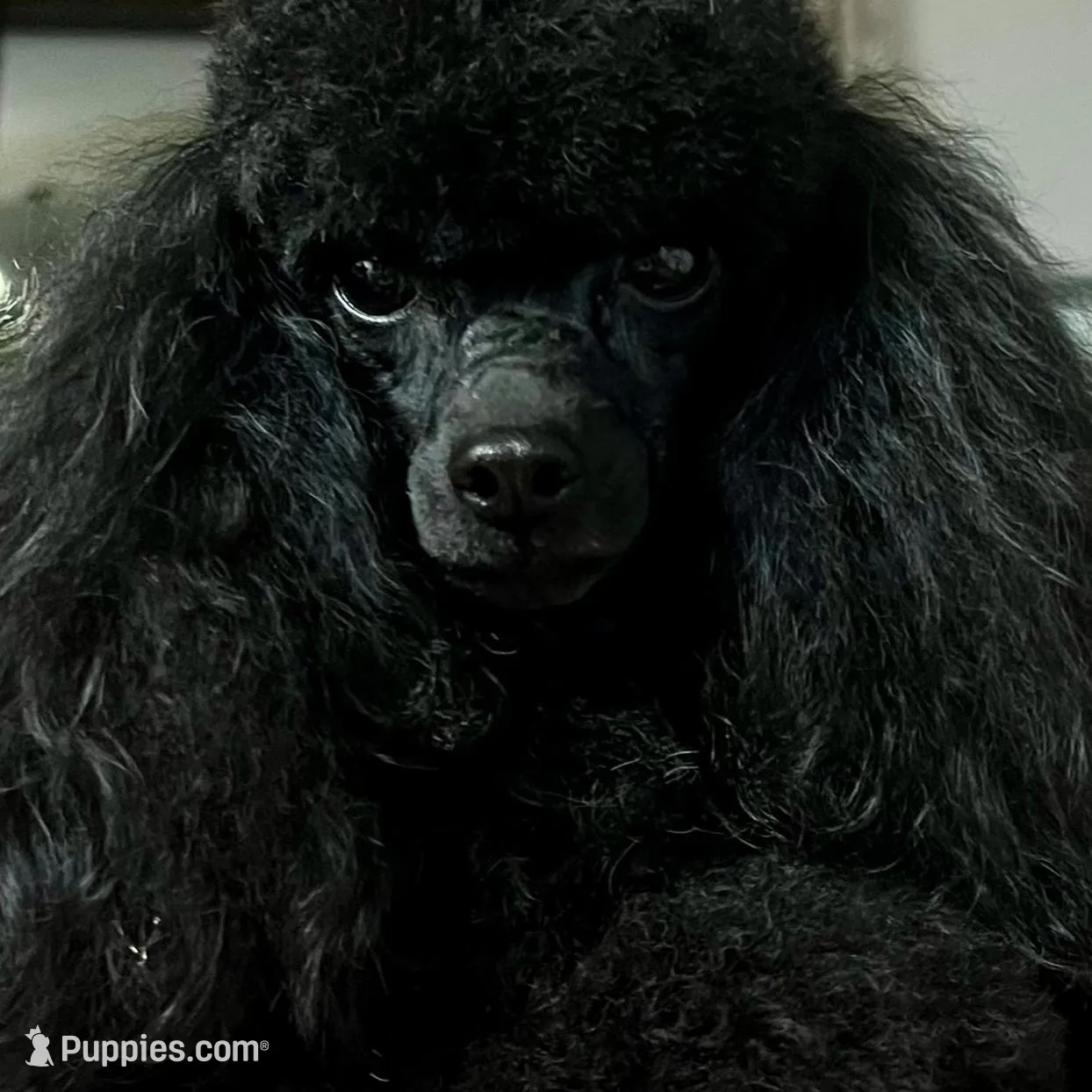 Akc Show boy!, a male Poodle - Toy  for sale in Clearlake, CA – Photo 8 of 10