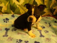 RAGS, a male Boston Terrier for sale in Ellsinore, MO – 2 of 8