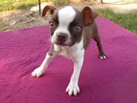 Reba, a female Boston Terrier for sale in Ellsinore, MO – 5 of 8