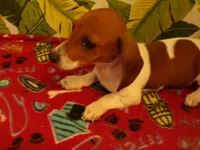 Dexter, a male Miniature Dachshund for sale in Ellsinore, MO – 5 of 6