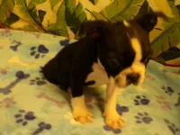 RAGS, a male Boston Terrier for sale in Ellsinore, MO – 5 of 8