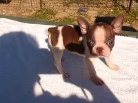 Sugar, a female Boston Terrier for sale in Ellsinore, MO – 4 of 5
