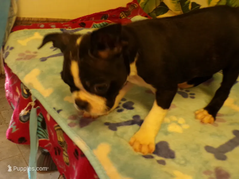 RAGS – Boston Terrier puppy for sale in Ellsinore, MO