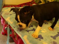 RAGS, a male Boston Terrier for sale in Ellsinore, MO – 1 of 8