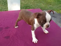 Reba, a female Boston Terrier for sale in Ellsinore, MO – 2 of 8