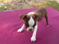 Reba, a female Boston Terrier for sale in Ellsinore, MO – 3 of 8