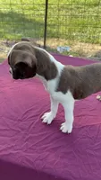 Reba, a female Boston Terrier for sale in Ellsinore, MO – 8 of 8