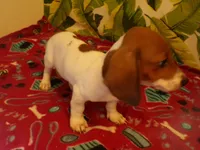 Dexter, a male Miniature Dachshund for sale in Ellsinore, MO – 6 of 6