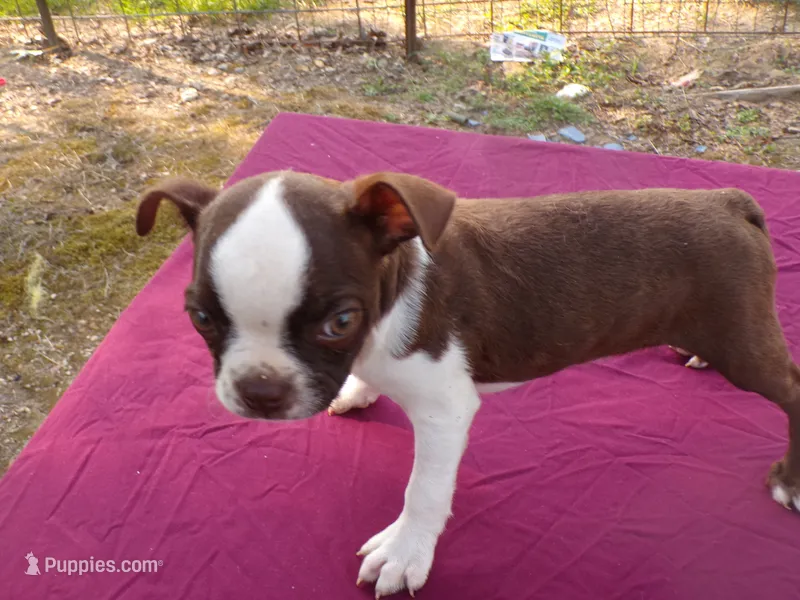 Reba – Boston Terrier puppy for sale in Ellsinore, MO