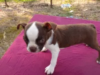 Reba, a female Boston Terrier for sale in Ellsinore, MO – 1 of 8