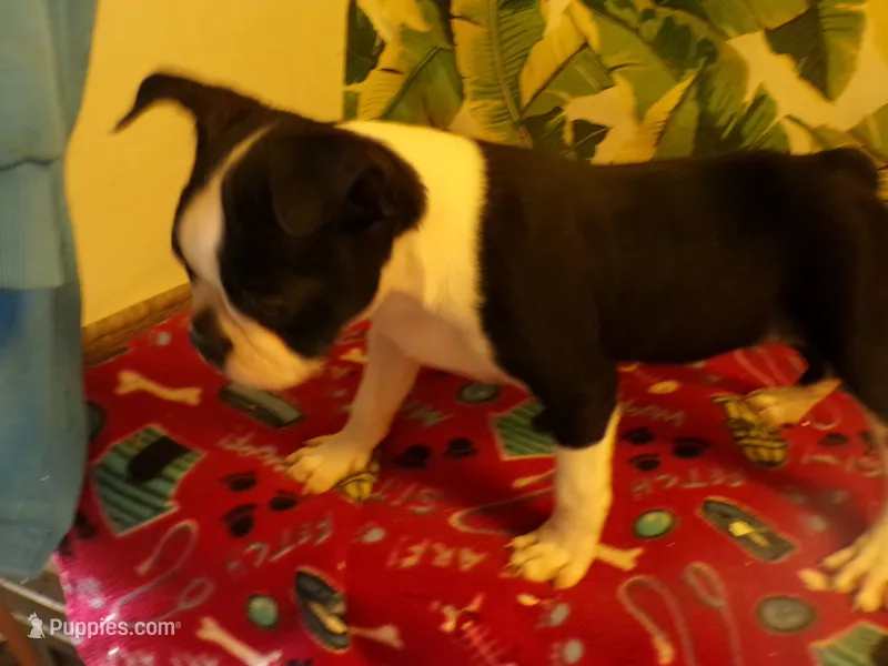 Lance – Boston Terrier puppy for sale in Ellsinore, MO