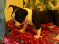 Lance, a male Boston Terrier for sale in Ellsinore, MO – 1 of 6