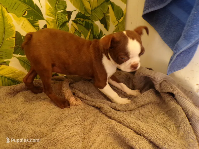 Reggie – Boston Terrier puppy for sale in Ellsinore, MO
