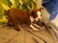 Reggie, a male Boston Terrier for sale in Ellsinore, MO – 1 of 4