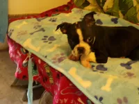 RAGS, a male Boston Terrier for sale in Ellsinore, MO – 7 of 8