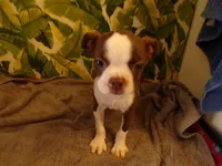 Reggie, a male Boston Terrier for sale in Ellsinore, MO – 3 of 4