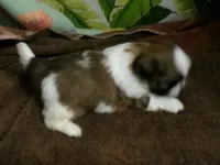 Woody, a male Shih Tzu for sale in Ellsinore, MO – Photo 5 of 6