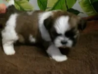 Woody, a male Shih Tzu for sale in Ellsinore, MO – Photo 3 of 6