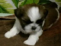 Woody, a male Shih Tzu for sale in Ellsinore, MO – Photo 6 of 6