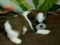 Woody, a male Shih Tzu for sale in Ellsinore, MO – Photo 1 of 6