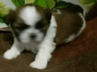 Woody, a male Shih Tzu for sale in Ellsinore, MO – Photo 4 of 6