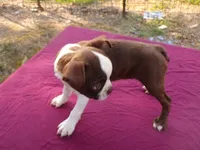 Reba, a female Boston Terrier for sale in Ellsinore, MO – 4 of 8
