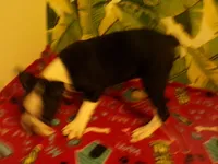Lance, a male Boston Terrier for sale in Ellsinore, MO – 6 of 6