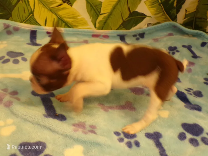 Sugar – Boston Terrier puppy for sale in Ellsinore, MO