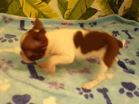 Sugar, a female Boston Terrier for sale in Ellsinore, MO – 1 of 5