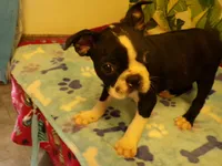 RAGS, a male Boston Terrier for sale in Ellsinore, MO – 3 of 8