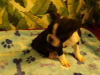 RAGS, a male Boston Terrier for sale in Ellsinore, MO – 8 of 8