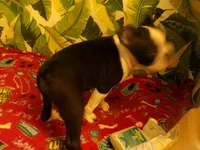 Lance, a male Boston Terrier for sale in Ellsinore, MO – 4 of 6