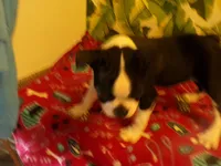 Lance, a male Boston Terrier for sale in Ellsinore, MO – 2 of 6