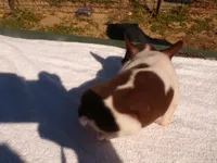 Sugar, a female Boston Terrier for sale in Ellsinore, MO – 3 of 5