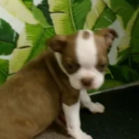 Lincoln,   nuetured  already, a male Boston Terrier for sale in Ellsinore, MO – Photo 2 of 4