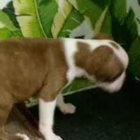 Lincoln,   nuetured  already, a male Boston Terrier for sale in Ellsinore, MO – Photo 4 of 4